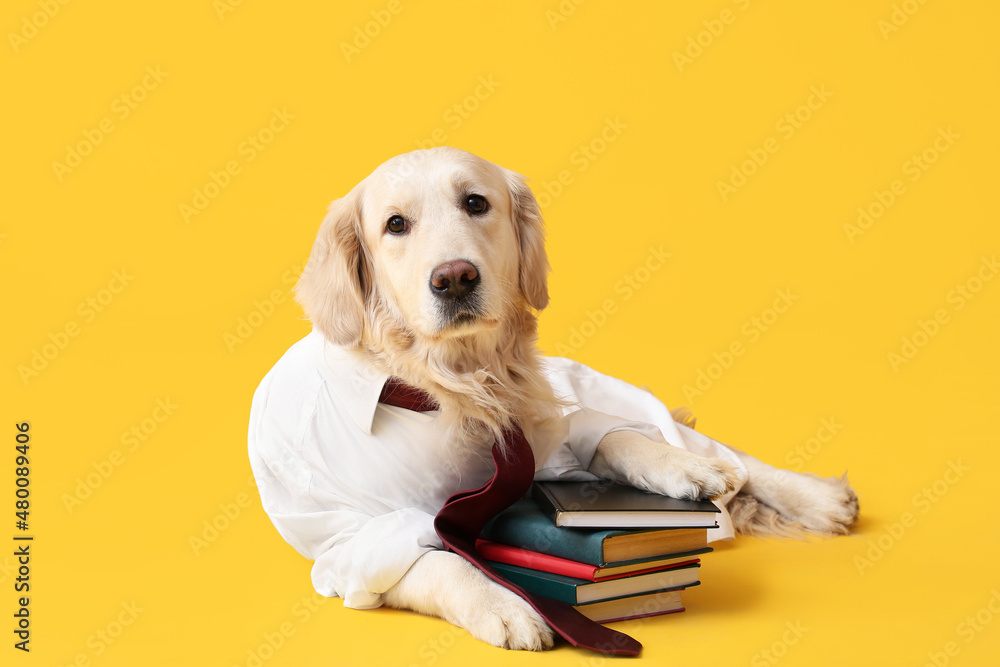 Business dog with notebooks on color background