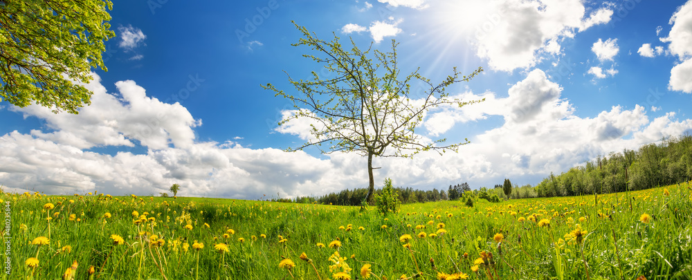 Lonely young tree with first leaves on the green field