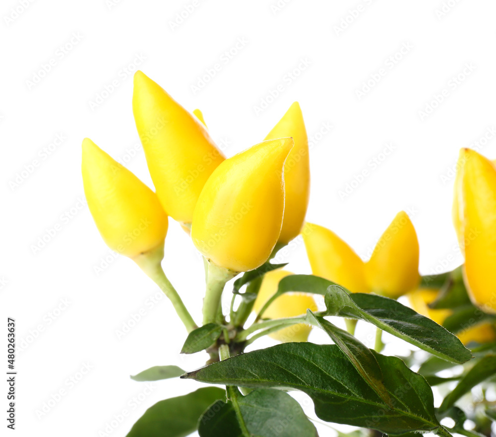 Yellow peppers on bush against white background, closeup