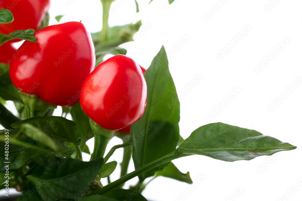 Red peppers on bush against white background, closeup