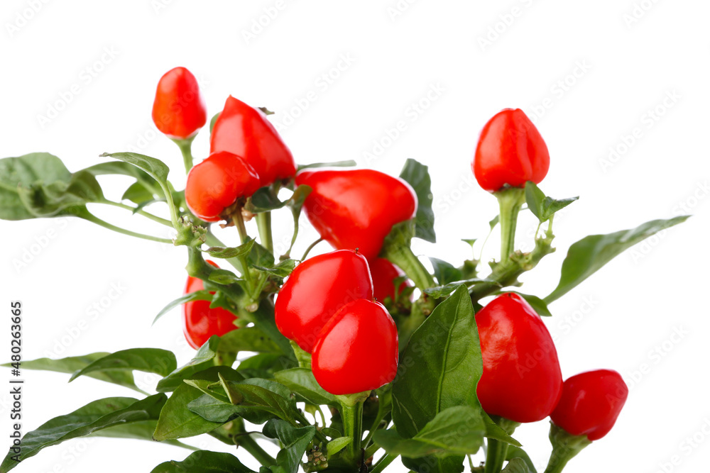 Red peppers on bush against white background, closeup