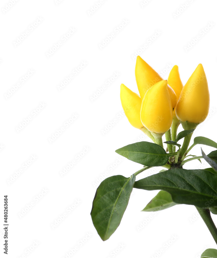 Yellow peppers on bush against white background, closeup