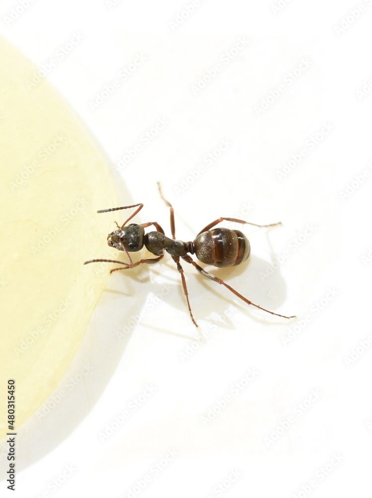 The black garden ant Lasius niger drinking from a droplet of orange juice