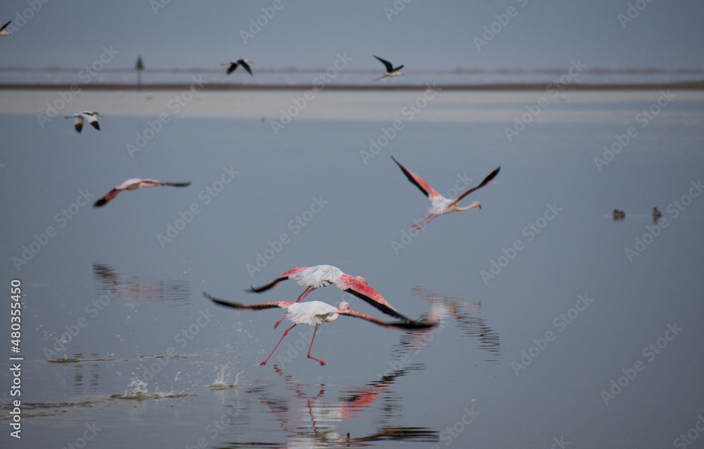 reflejos de flamencos