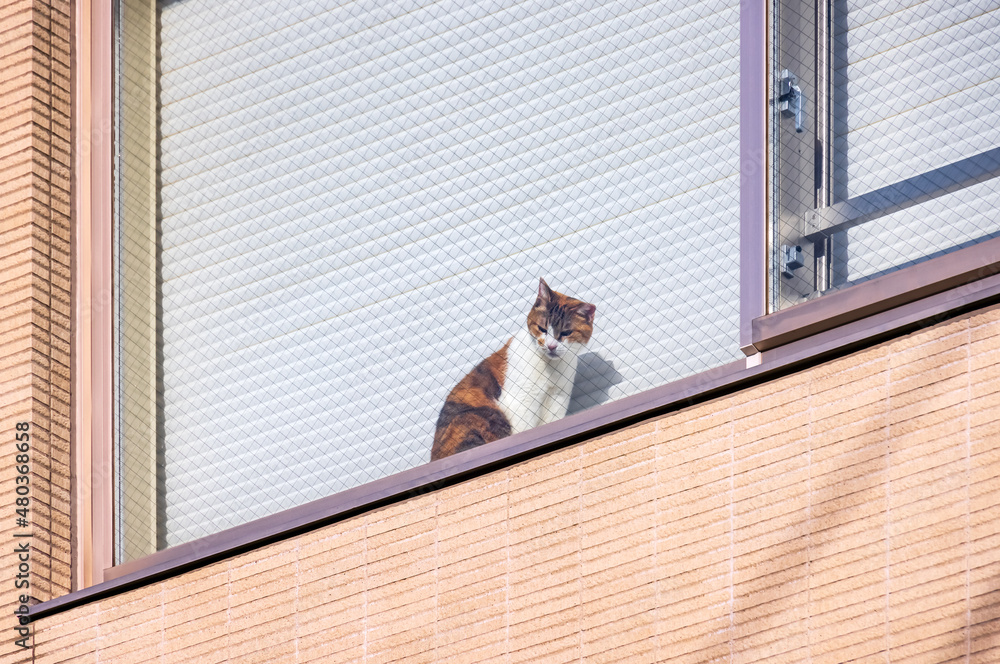 マンションの窓辺で外を見る可愛らしい猫