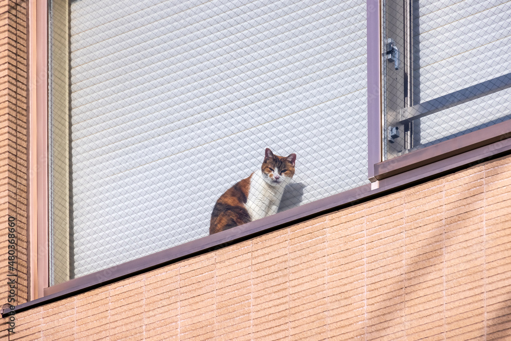 マンションの窓辺で外を見る可愛らしい猫