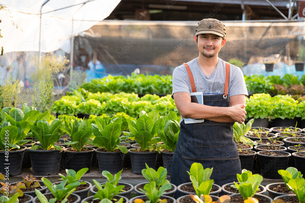 Asian farmer holding harvested vegetables in organic greenhouse. Organic vegetables.