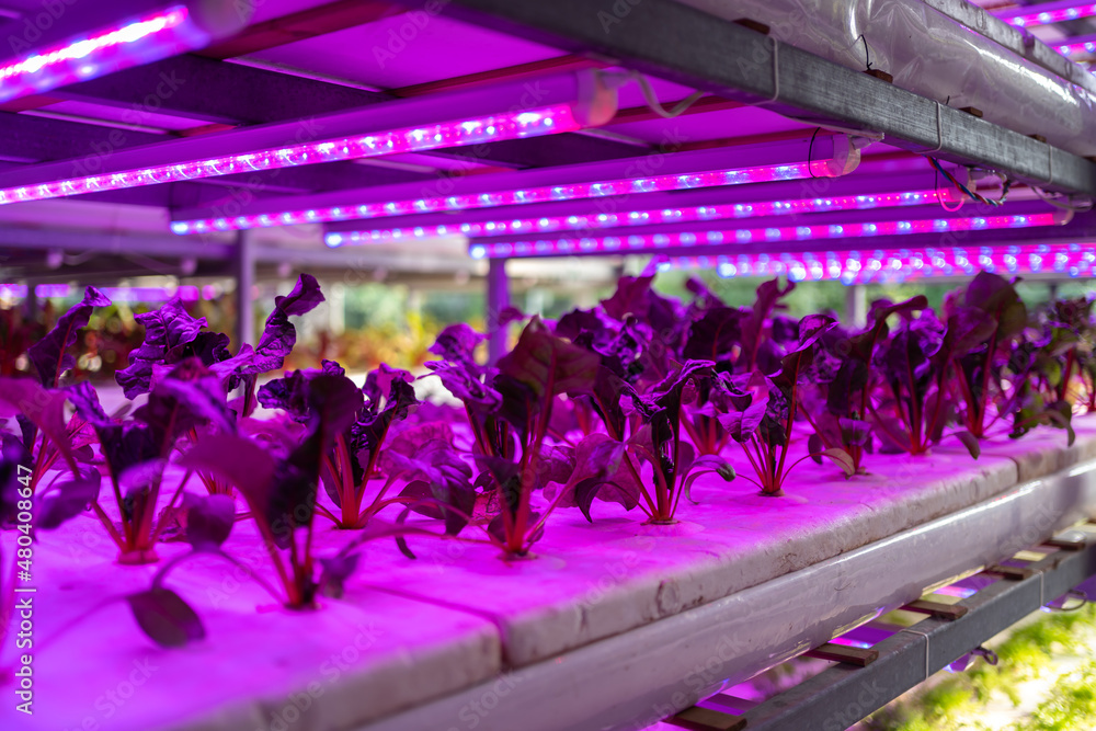 Interior of modern agricultural vegetable greenhouse