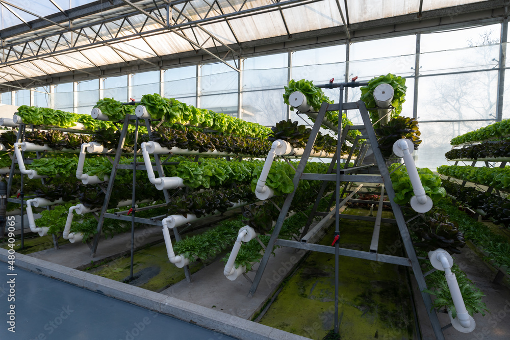 Interior of modern agricultural vegetable greenhouse