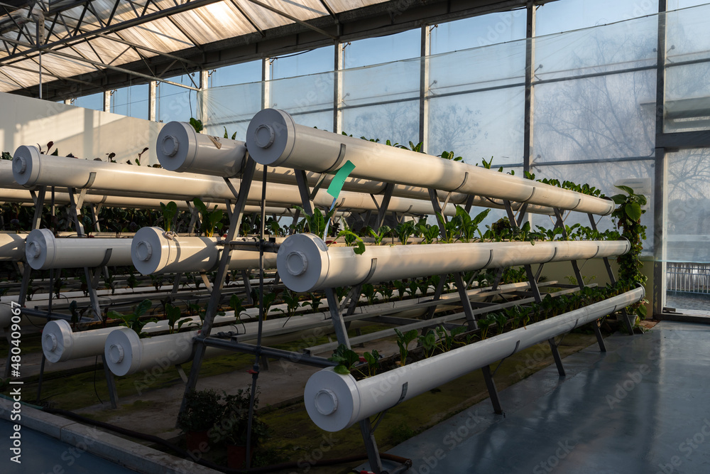 Interior of modern agricultural vegetable greenhouse