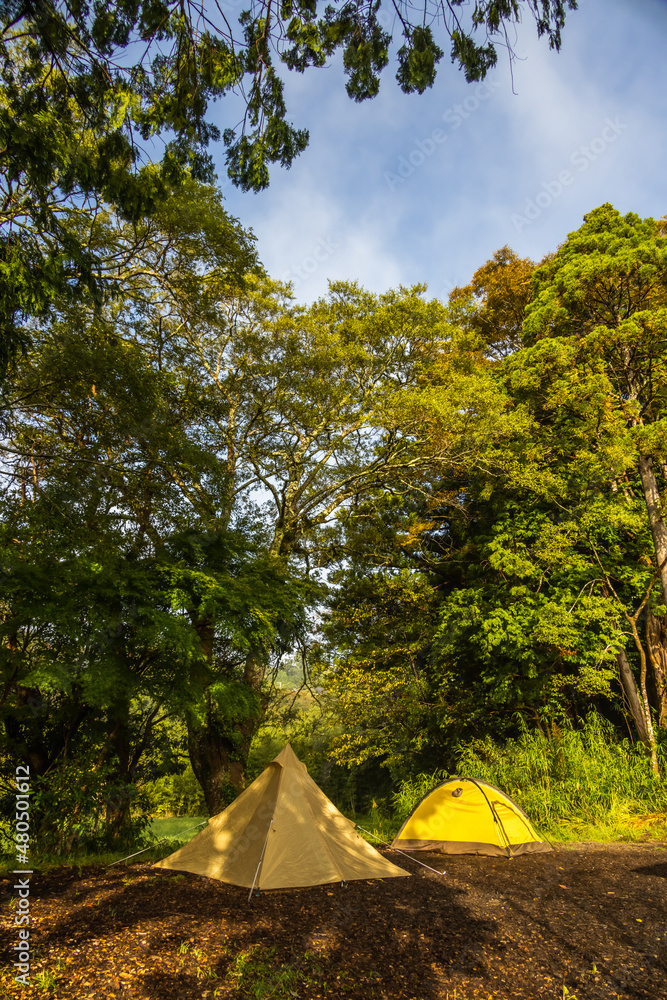 森の中でキャンプ　Camping outdoors in the woods 