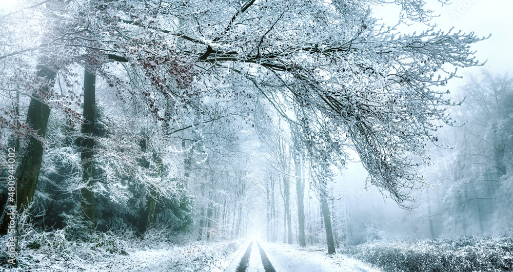 雪地里的小路，通向风景优美的森林冬季景观，用beauti的树枝框起来