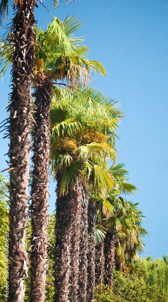 Palm Trees