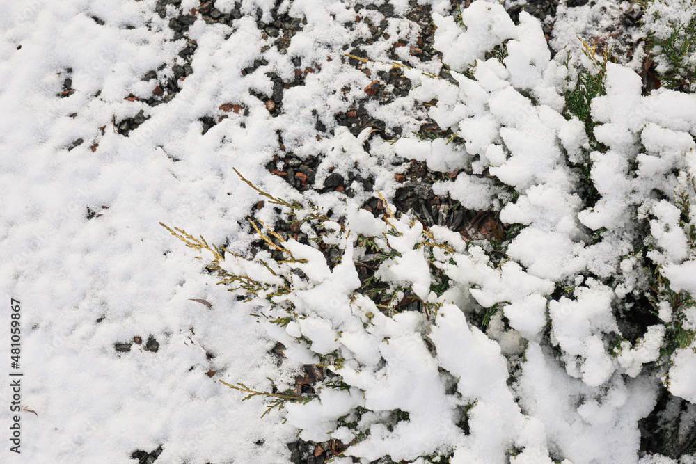 被雪覆盖的针叶树枝，特写