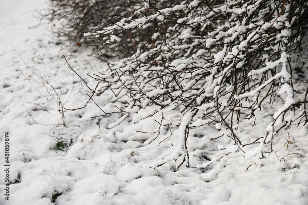 树枝被雪覆盖