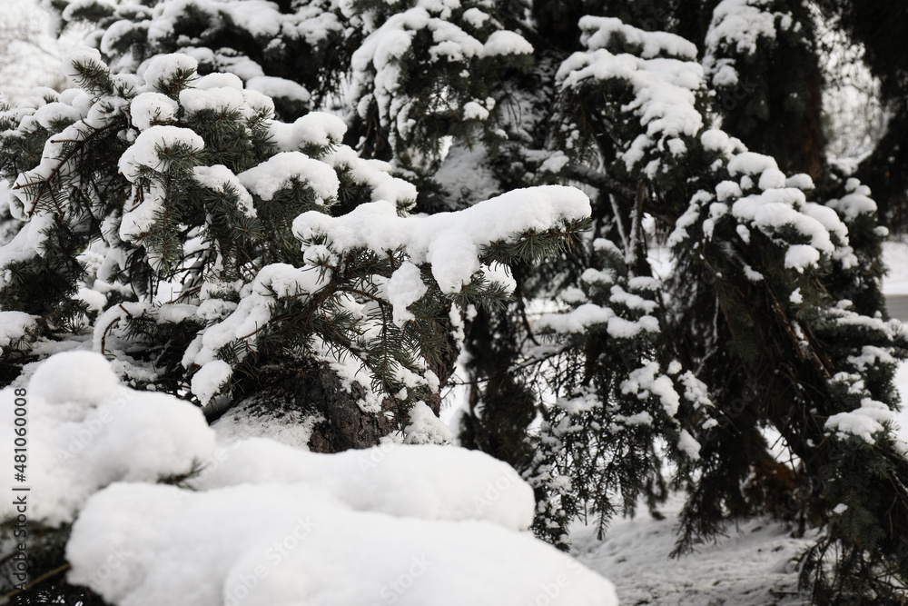 被雪覆盖的冷杉树枝