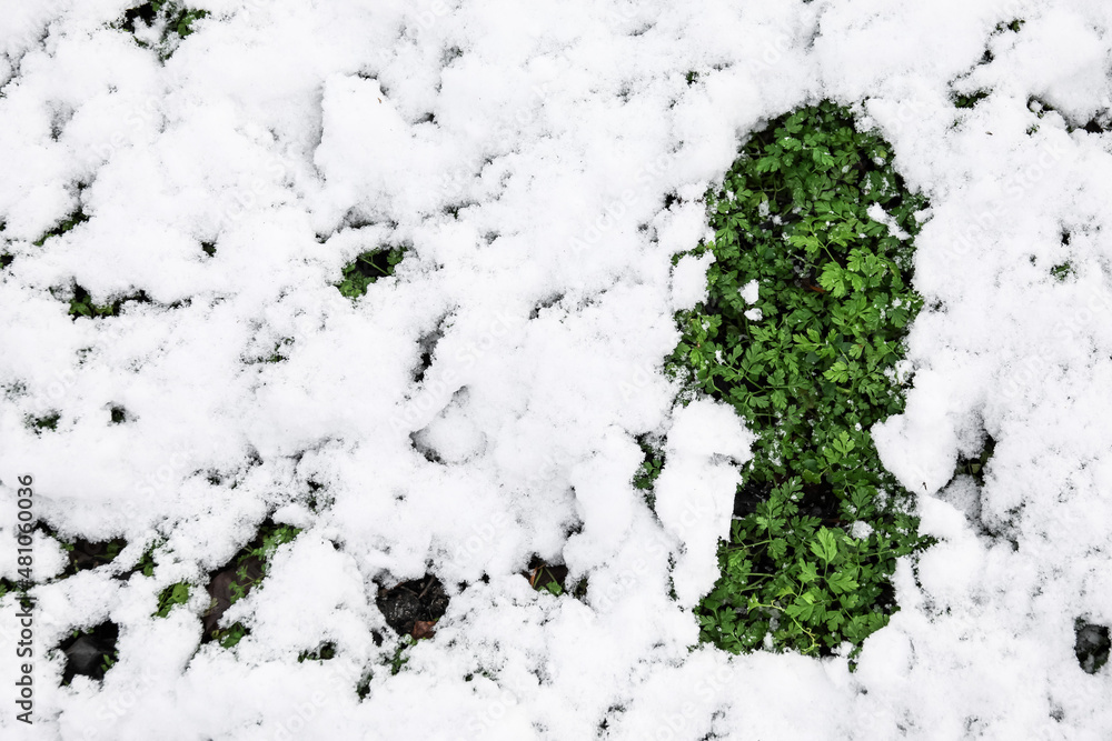 Green plants covered with snow