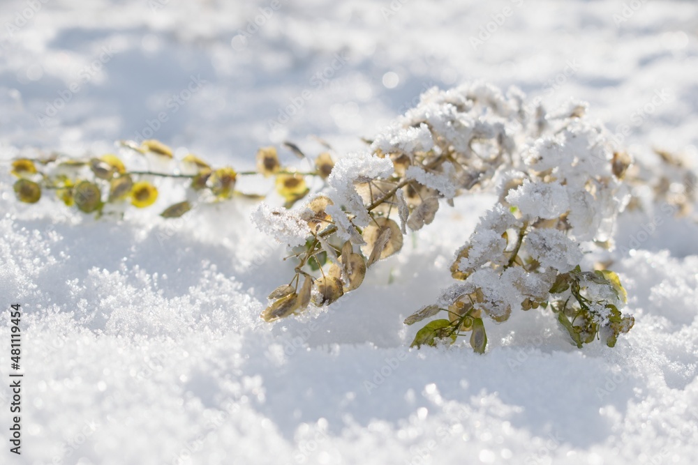 Winter garden scene. Faded plant covered with snow .