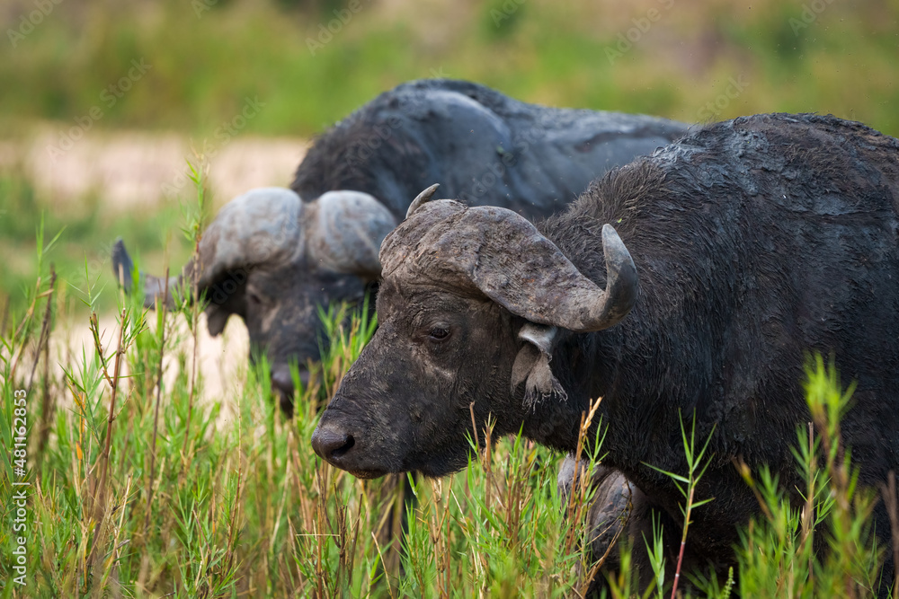 Cape buffalo or African buffalo (Syncerus caffer caffer). Mpumalanga. South Africa.