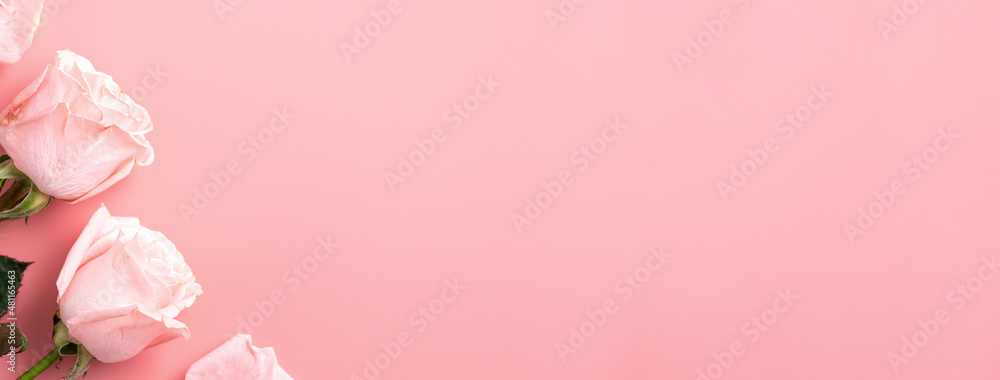 Valentines Day design concept background with pink rose flower on pink background.