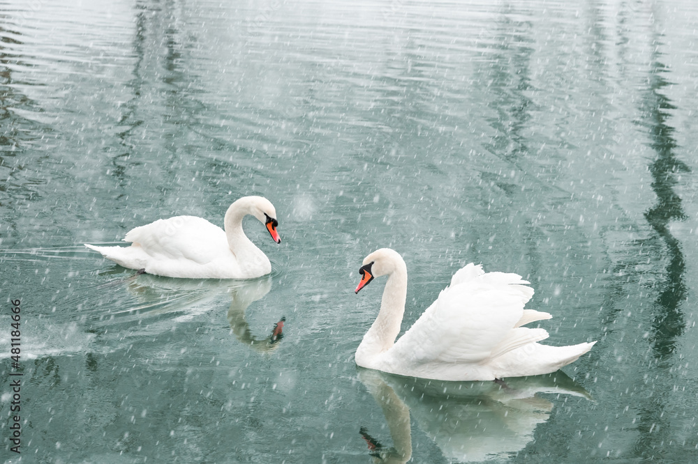 Couple of white swans swim in the winter lake water. Snow falling. Animal photography