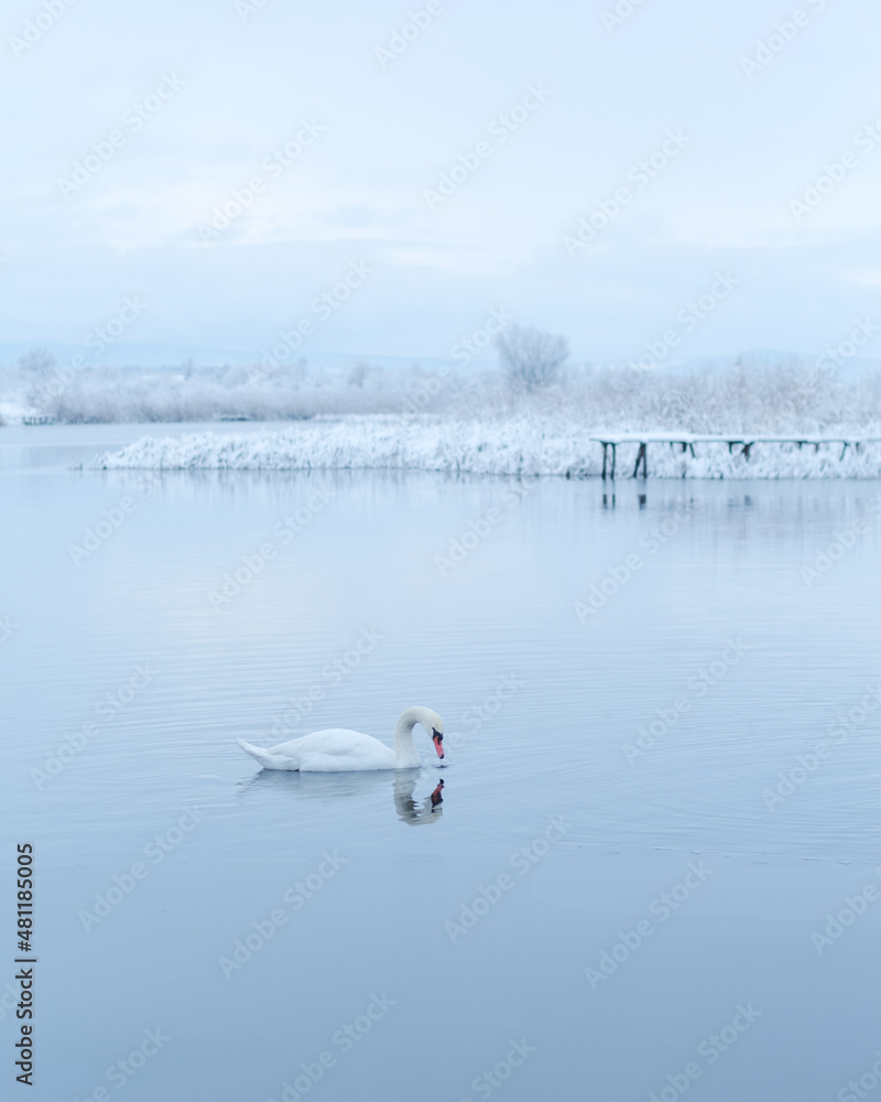 日出时分，独自一只白天鹅在冬日的湖水中游泳。背景上结满了霜的雪。