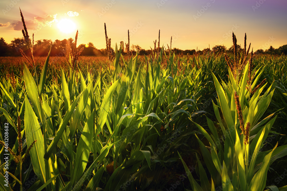 Rows of fresh corn plants on a field with beautiful warm sunset light and pleasant colors 