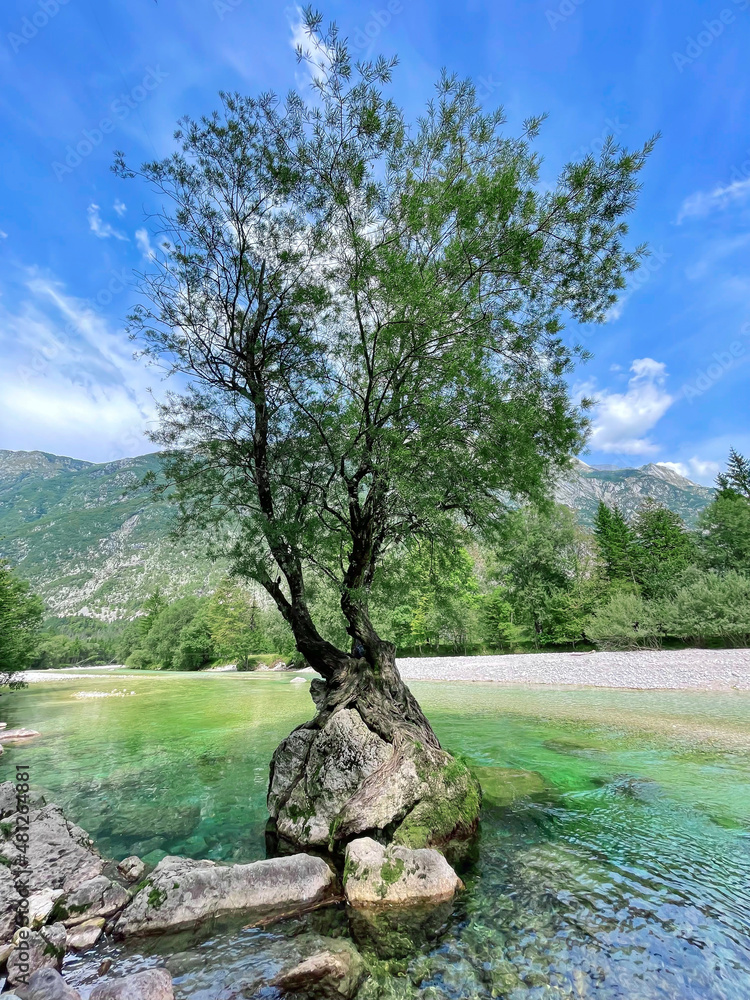 垂直：柳树生长在绿松石山溪附近的岩石上。