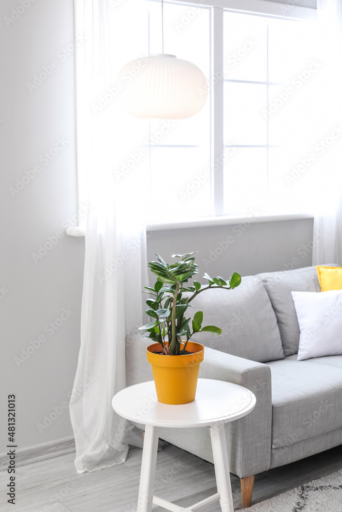 Stylish interior of living room with sofa, table with houseplant and pendant lamp