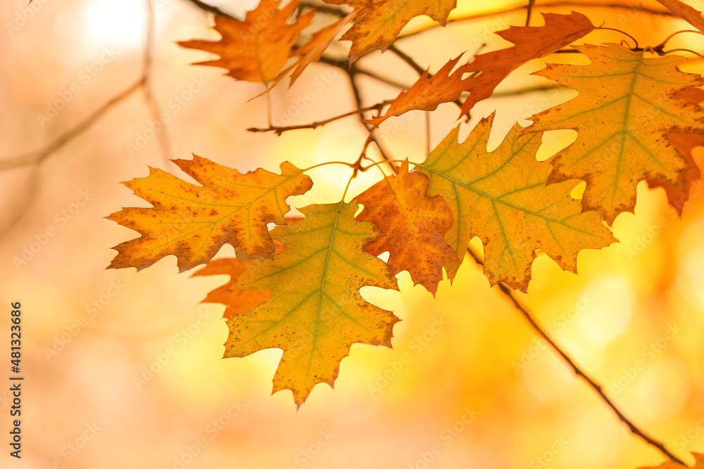 Oak tree with beautiful leaves in autumn botanical park, closeup