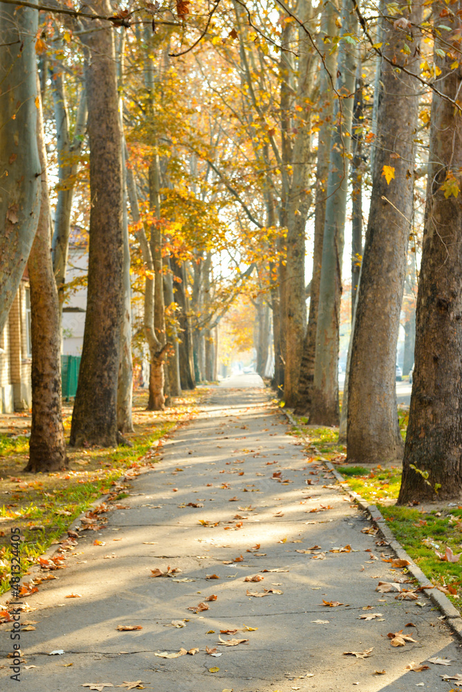 Beautiful city street on autumn day