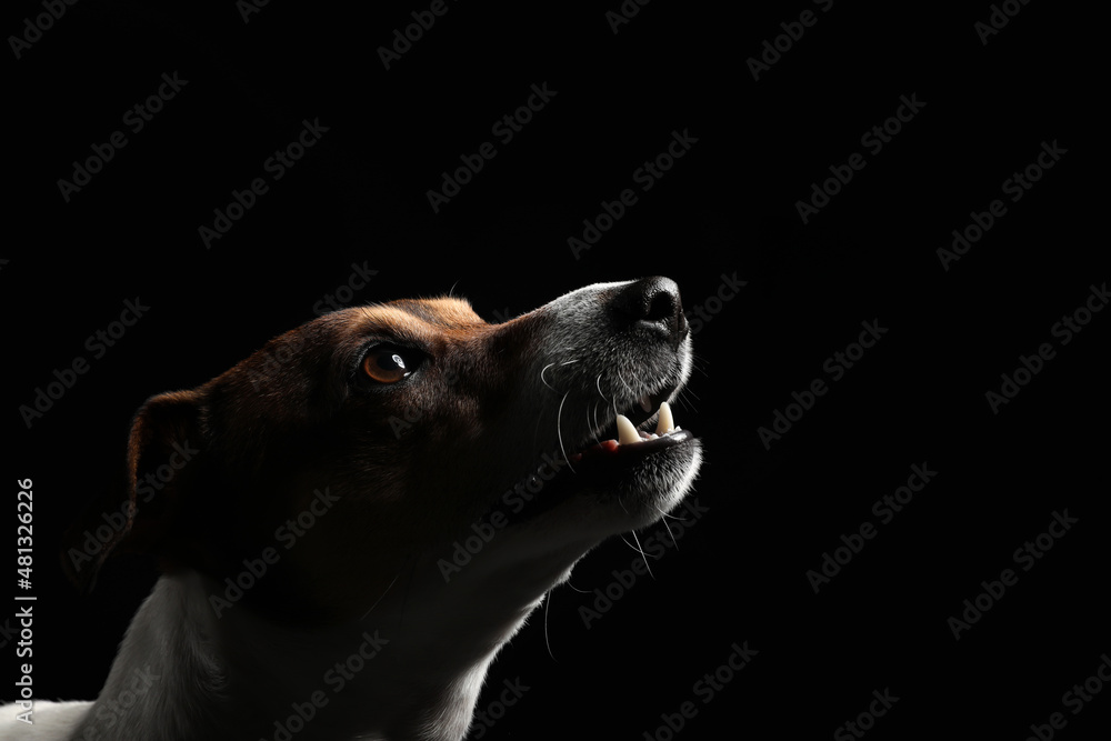 Funny Jack Russel terrier on black background