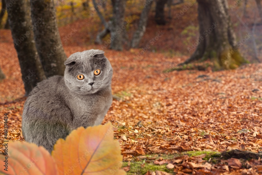 秋天树叶中可爱的毛茸茸的猫。