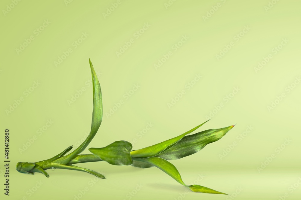 Green bamboo with leaves, nature concept