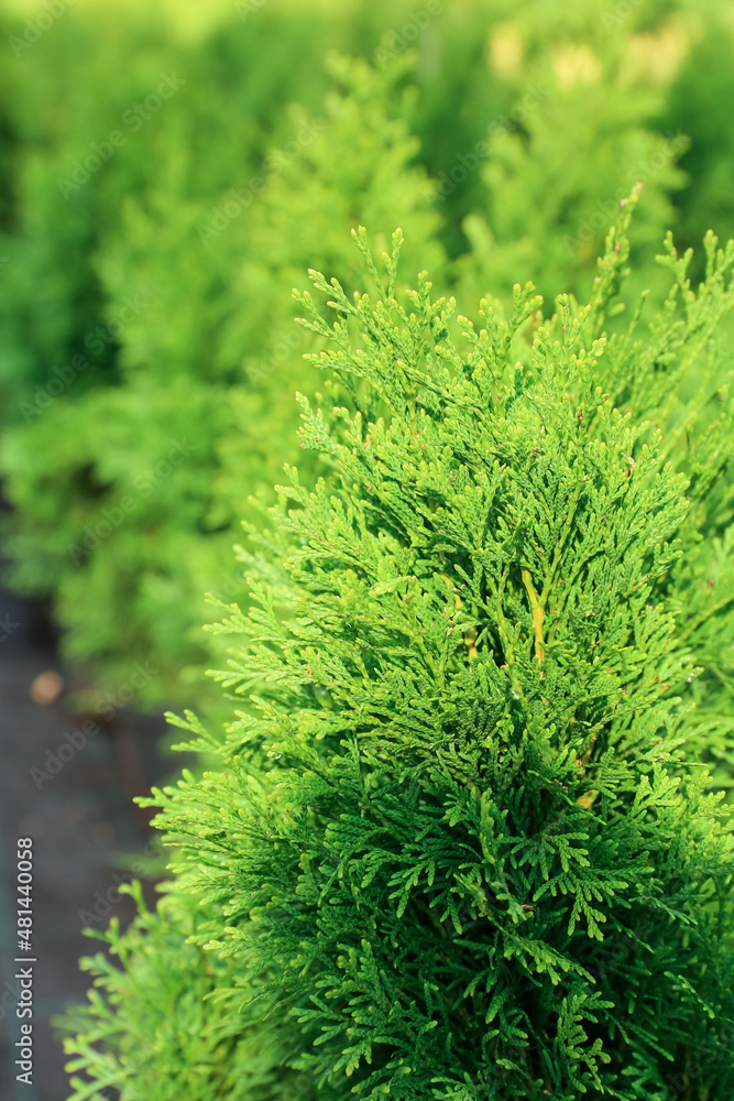 植物园里的绿杜松