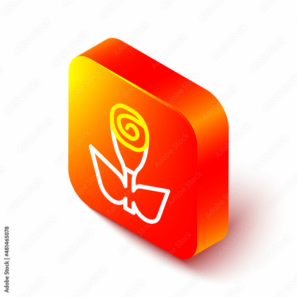 Isometric line Flower rose icon isolated on white background. Orange square button. Vector