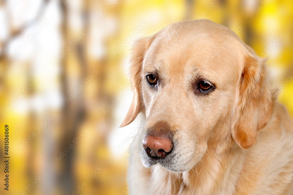 Beautiful dog portrait in a garden and looking to the side. Dog background.