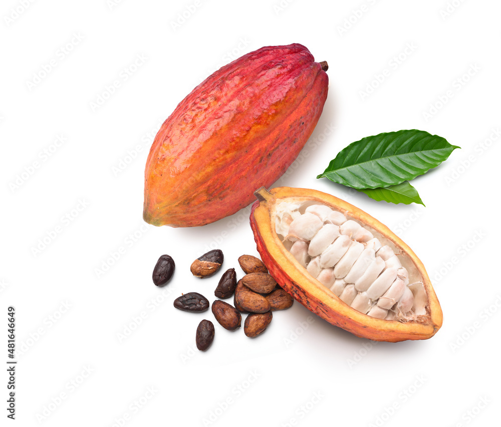 Top view of Red cocoa pods with dried beans isolated on white background.