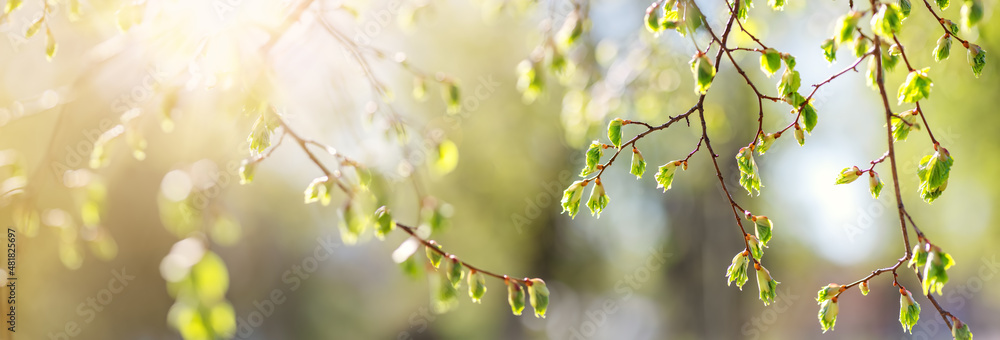 Close-up view of the birchs branch with young leaves and bud.