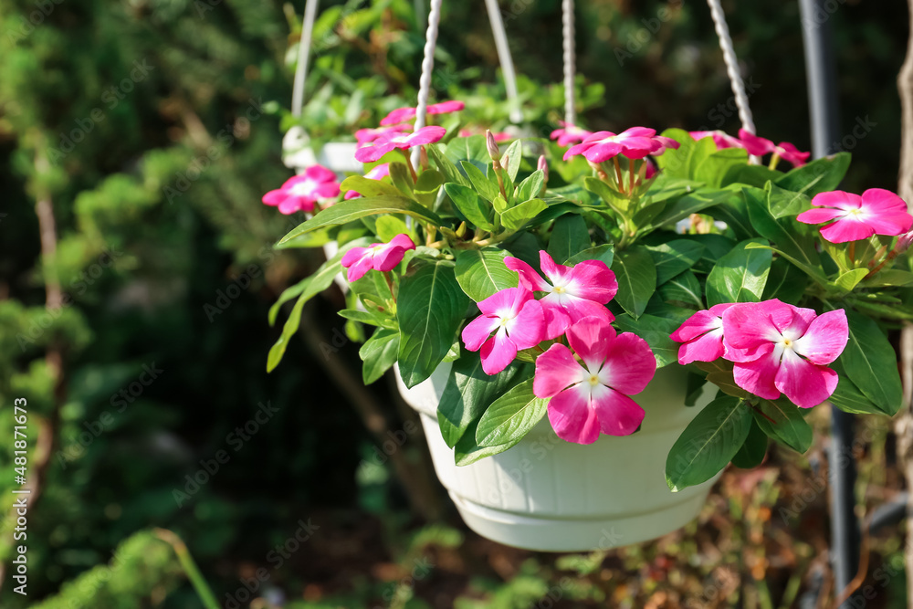 Pot with beautiful flowers in green park