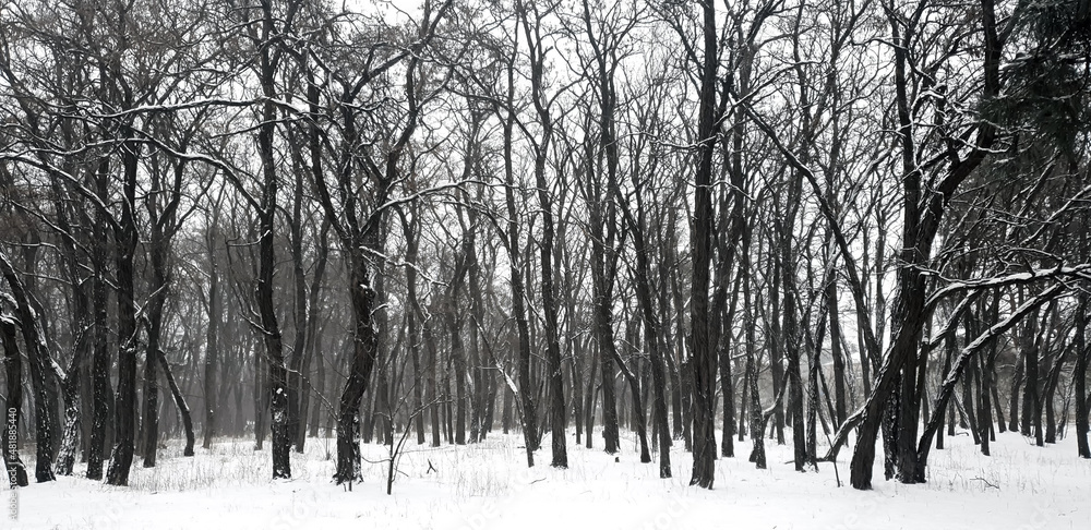 evening forest under a thick layer of snow