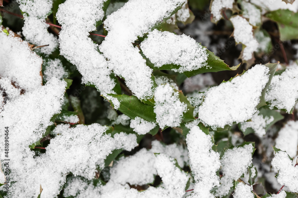 冬日被雪覆盖的绿色树枝近景