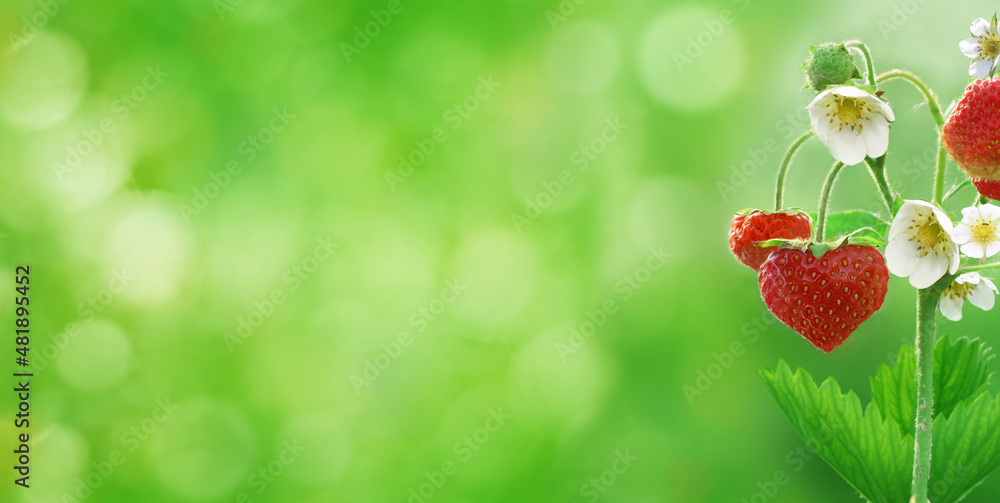   Red rawberries in shape of a heart . Nature green blurred background.Berries in the garden.