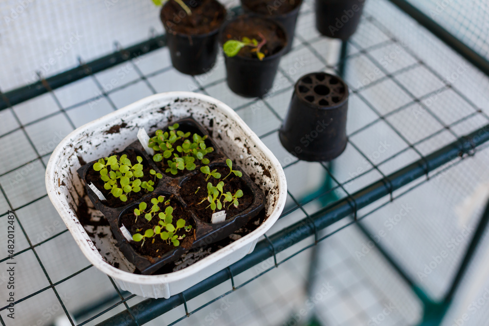 蔬菜种植园栽培托盘中生长的生菜幼苗。