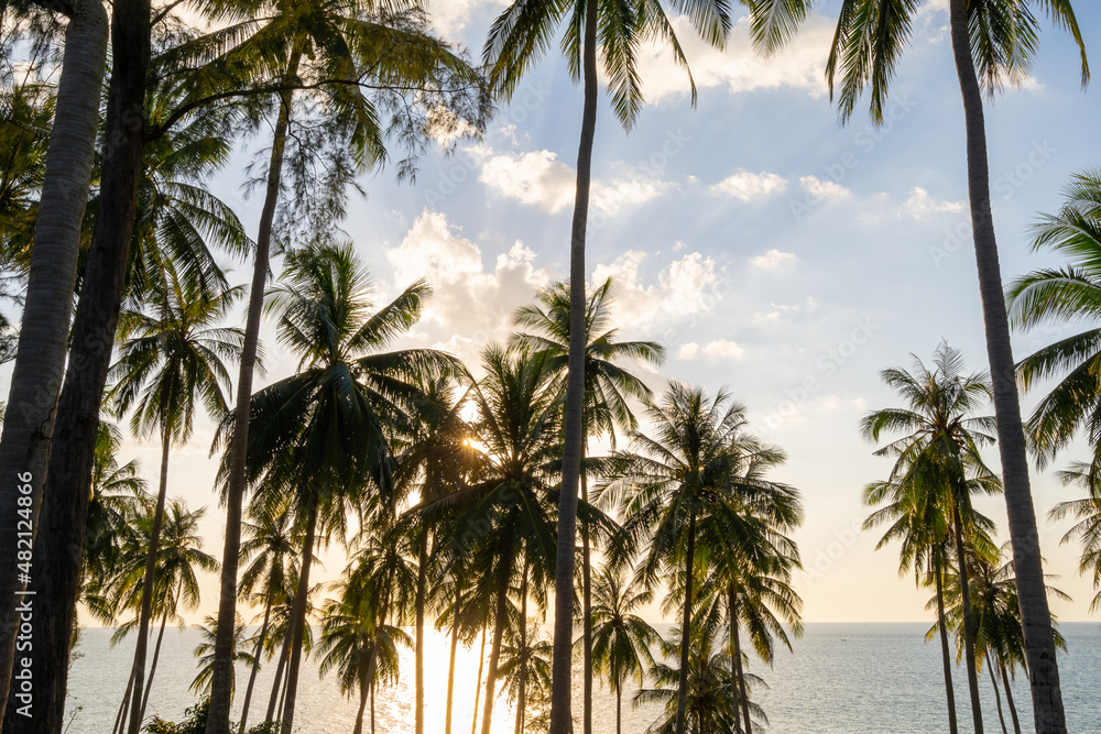 Silhouette coconut palm trees at sunset or sunrise sky over sea Amazing light nature colorful landsc