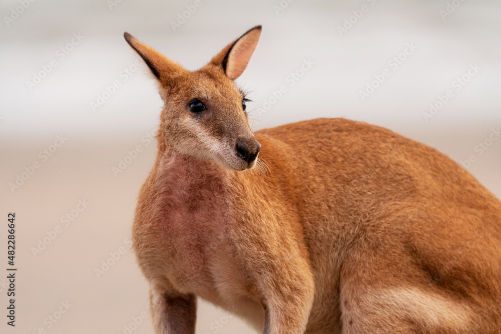 澳大利亚昆士兰希尔斯伯勒角海滩上的敏捷小袋鼠（Macropus agilis）。