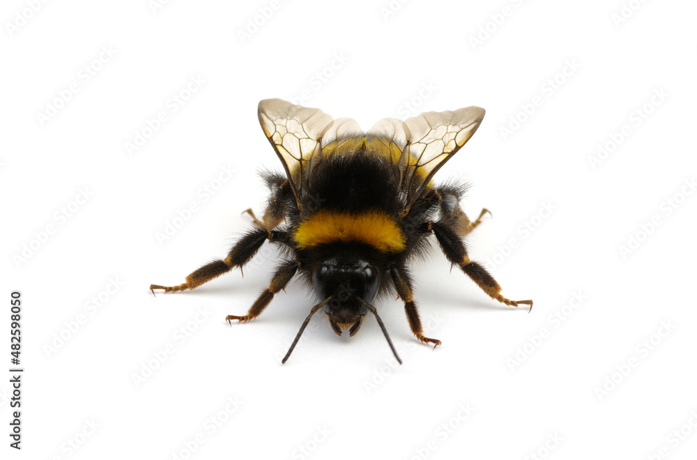 Buff tailed熊蜂，Bombus，孤立于白色