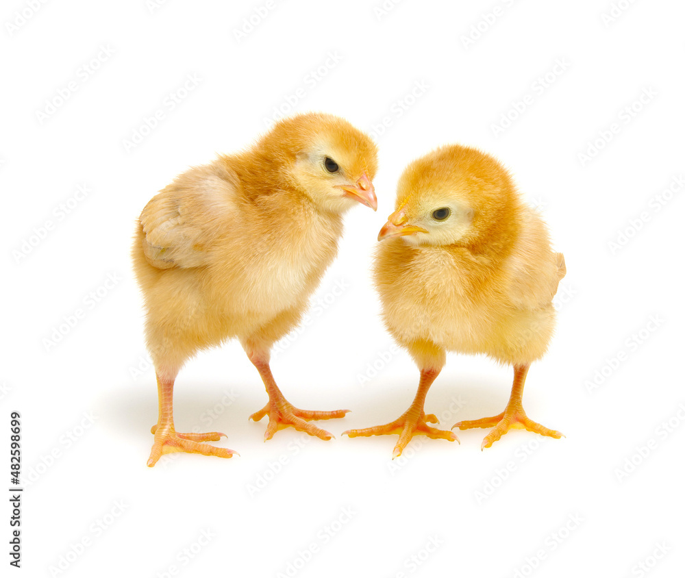  little newborn chickens isolated on white background