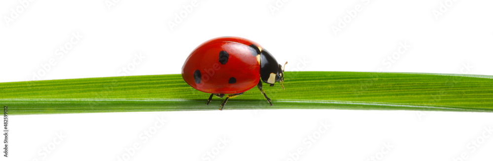 Ladybug on green grass