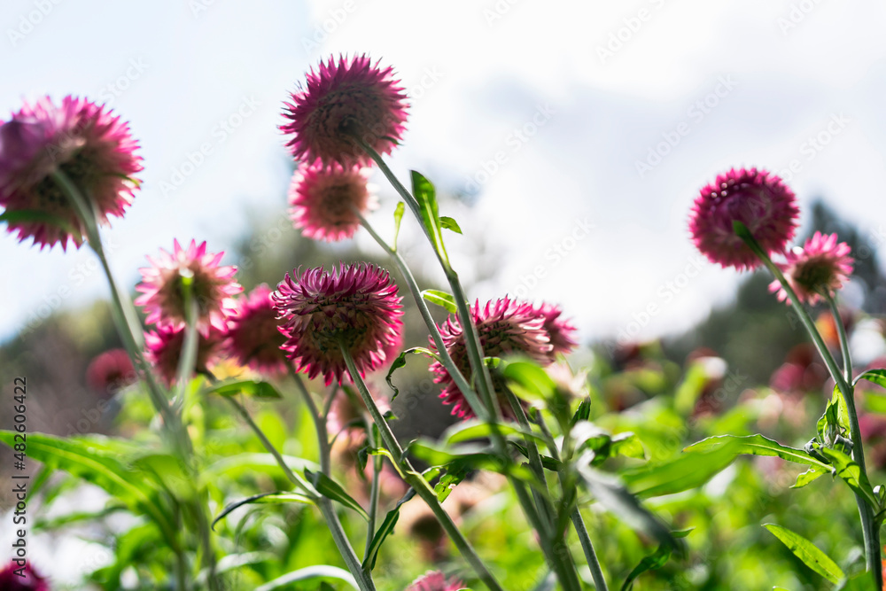 五彩缤纷的草花在花园里绽放